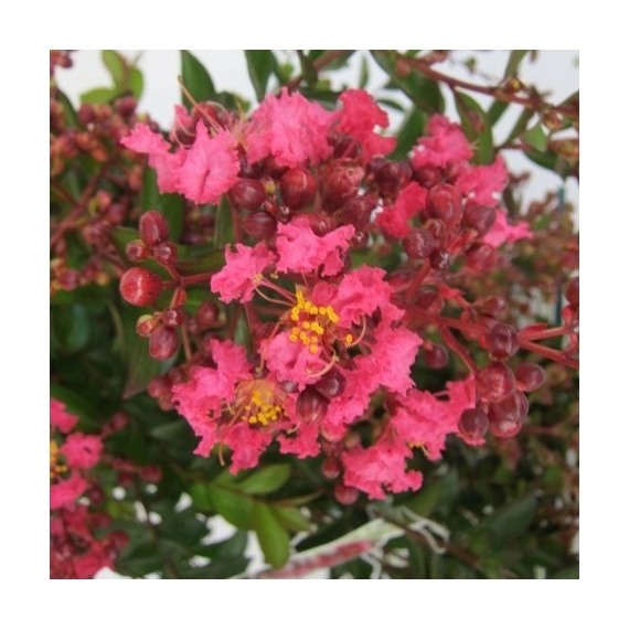 Lagerstroemia indica `Alba Nivea` - Rózsaszín virágú selyemmírtusz