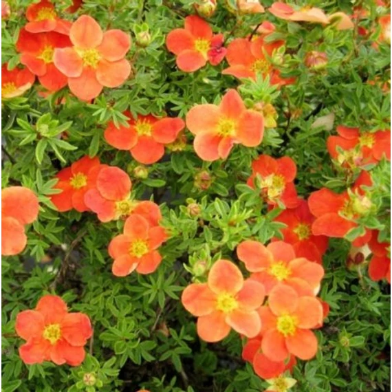 Potentilla fruticosa 'Marian Red Robin' – Cserjés pimpó