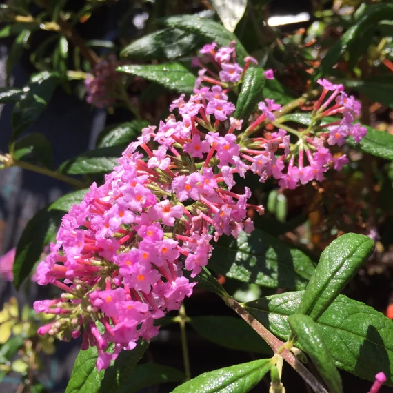 Buddleja davidii `Pink Panther`- Nyáriorgona