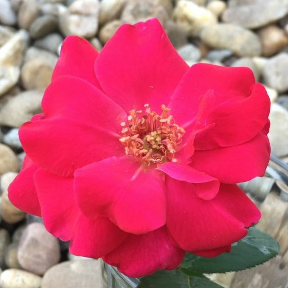 Rosa `Anne Poulsen` - Karmazsinvörös - virágágyi floribunda rózsa