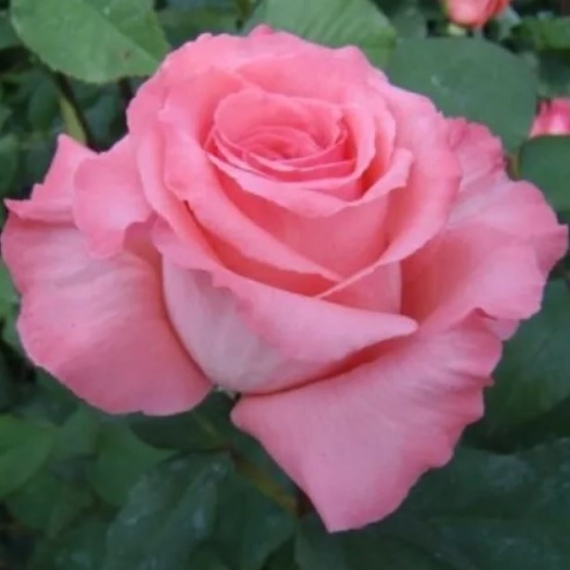 Rosa `Bel Ange`