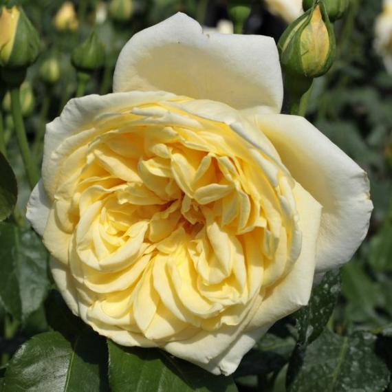 Rosa 'Casino' - Sárga - climber, futó rózsa - közepesen illatos rózsa 
