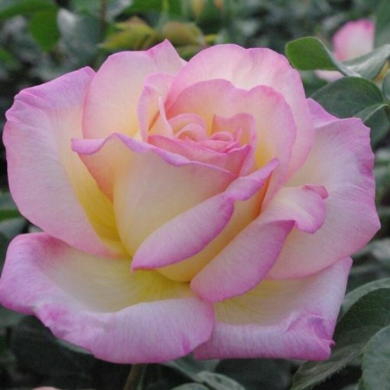 Rosa `Peace`