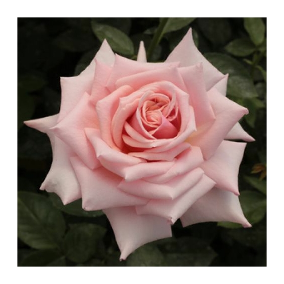 Rosa `Budatétény` - Barackrózsaszín vörös futtatással - teahibrid rózsa