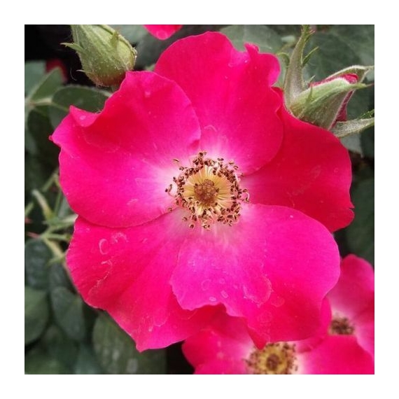 Rosa `Buisman`s Glory` - Karmazsinvörös - virágágyi floribunda rózsa
