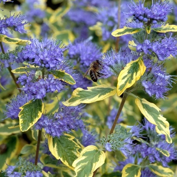 Caryopteris x clandonensis 'Summer Sorbet'® – Sárga-tarka levelű kékszakáll