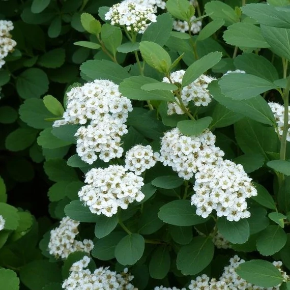 Spiraea betulifolia `Tor` - Nyírlevelű gyöngyvessző