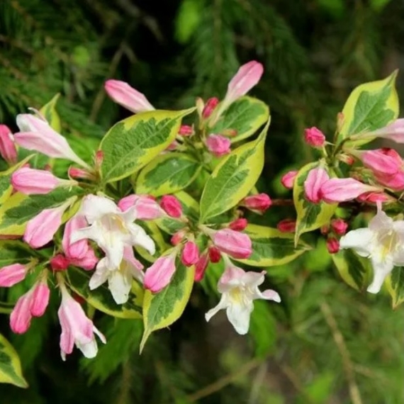 Weigela florida `Variegata` -Tarka levelű rózsalonc