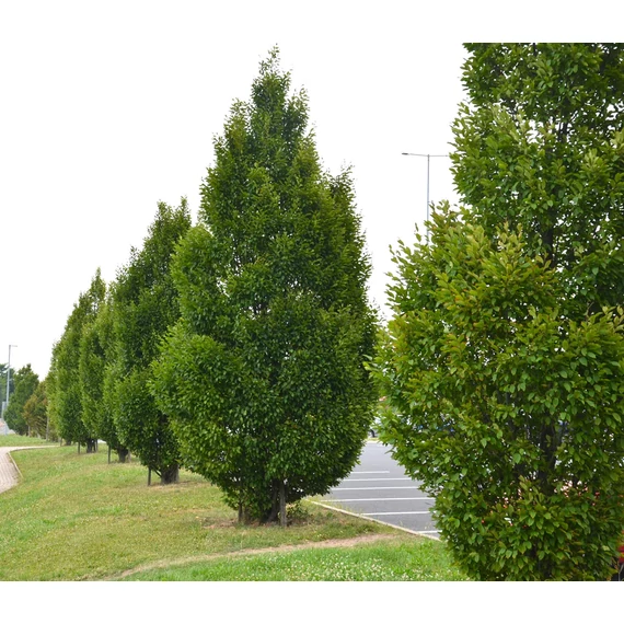 Carpinus betulus `Fastigiata` - Oszlopos gyertyán [250/+]