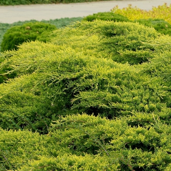 Juniperus x media `Old Gold` - Óarany terülő boróka