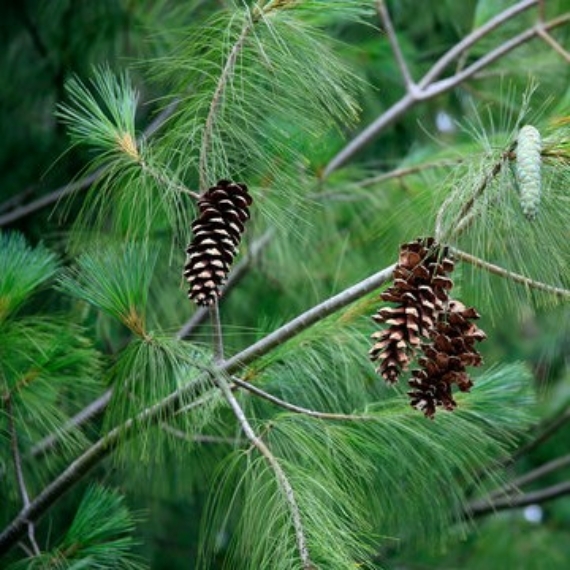 Pinus strobus - Simafenyő