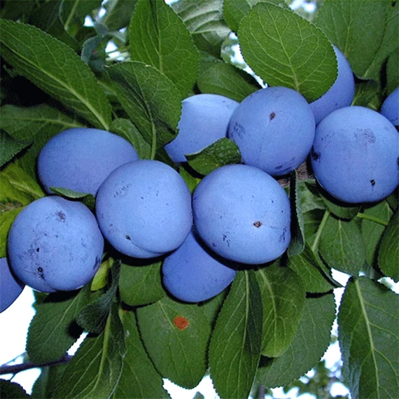 `Cacanska lepotica` szilva