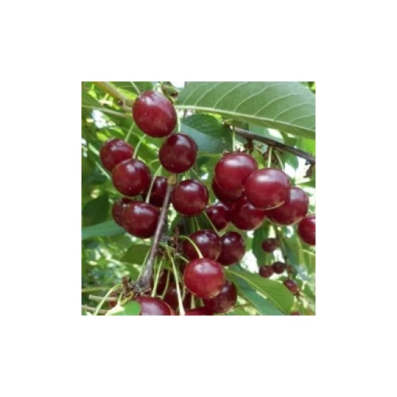 `Érdi bőtermő` meggy