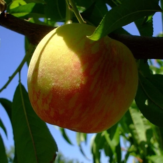 `Mariska` őszibarack 