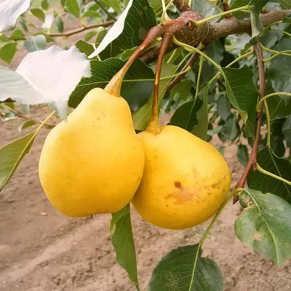 'Nyári Kálmán' körte