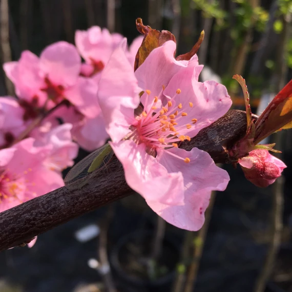 Prunus cerasifera `Hollywood` - Vérszilva