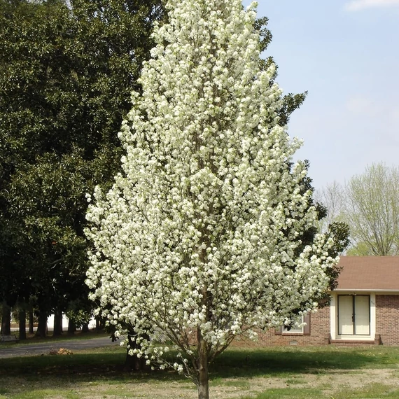 Pyrus calleryana 'Chanticleer' - Kínai díszkörte