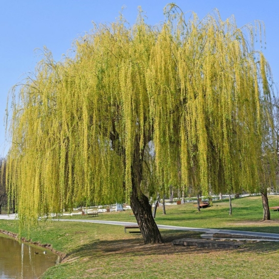 Salix alba `Tristis` - Szomorúfűz