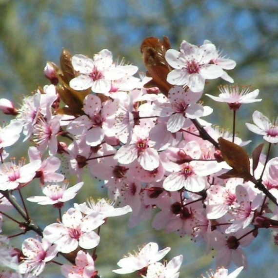 Prunus cerasifera `Woodii` - Vérszilva