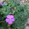 Geranium macrorrhizum 'Bevan's Variety' – Illatos gólyaorr