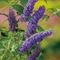 Buddleja davidii `Nanho Blue` - Kék virágú törpe nyáriorgona