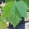 Platanus acerifolia 'Palóc' - Juharlevelű platán