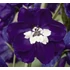 Kép 2/2 - Delphinium cultorum `Magic F Dark Blue White Bee` - Kerti szarkaláb