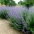 Kép 2/2 - Perovskia atriplicifolia `Blue Spire` - 