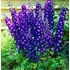 Kép 1/2 - Delphinium cultorum `Magic F Dark Blue White Bee` - Kerti szarkaláb