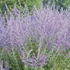 Kép 1/2 - Perovskia atriplicifolia `Blue Spire` - 