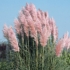 Kép 1/2 - Cortaderia selloana `Rosea` - Rózsaszín virágú pampafű