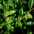 Kép 1/2 - Cotoneaster `Bella` - Bella szőnyegmadárbirs