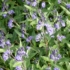 Kép 1/2 - Caryoptris x clandonensis `Heavenly Blue` - Keskenylevelű angol kékszakáll