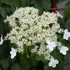 Kép 1/2 - Hydrangea petiolaris - Kúszó hortenzia