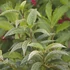 Kép 1/2 - Forsythia viridissima ’Kumson’ - Koreai aranyfa