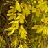 Kép 2/2 - Forsythia viridissima ’Kumson’ - Koreai aranyfa