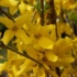 Kép 1/2 - Forsythia x intermedia `Minigold` – Törpe aranycserje