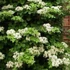 Kép 2/2 - Hydrangea petiolaris - Kúszó hortenzia