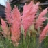 Kép 2/2 - Cortaderia selloana `Rosea` - Rózsaszín virágú pampafű