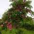 Kép 2/2 - Crataegus laevigata `Paul`s Scarlet` - Piros galagonya 