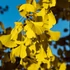 Kép 2/2 - Ginkgo biloba - Páfrányfenyő 60/80