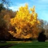 Kép 1/2 - Ginkgo biloba - Páfrányfenyő 60/80