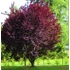 Kép 2/2 - Prunus cerasifera `Hollywood` - Vérszilva